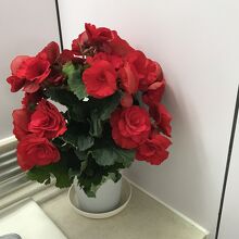 トイレは清潔でお花が飾られていました。