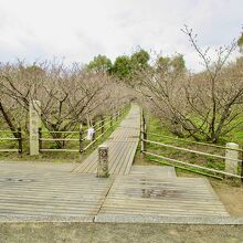 この通り全く咲いていない