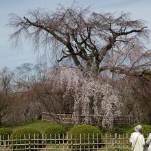 円山堂前の枝垂桜