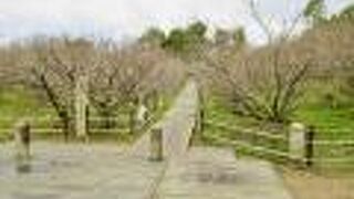 一つも咲いていなかった