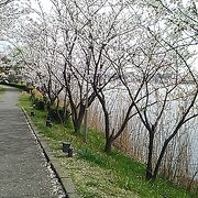 手賀沼の我孫子市側を桜の季節に散歩しました