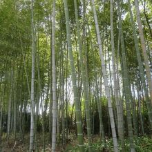 敷地内にある竹林