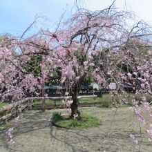 桜が咲いていました