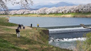 韮神堰（にらがみぜき）も、白石川堤一目千本桜の撮影スポット