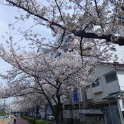 桜の名所