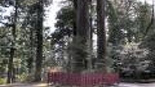 樹齢１２００年の杉の木