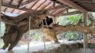 芦ノ湖の底にあった木