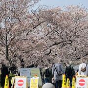 淀川河川公園背割堤地区