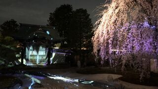 桜のライトアップ