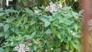 波の上ビーチに近い公園