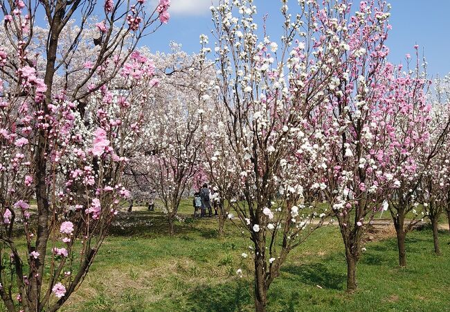 満開の桜と桃の花
