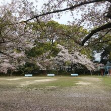 長門丸の公園は桜が盛りを過ぎていた