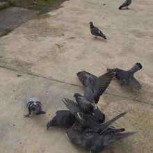 鳩も蹴り合いしてて過激w