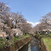 引地川の両岸に５００本の桜