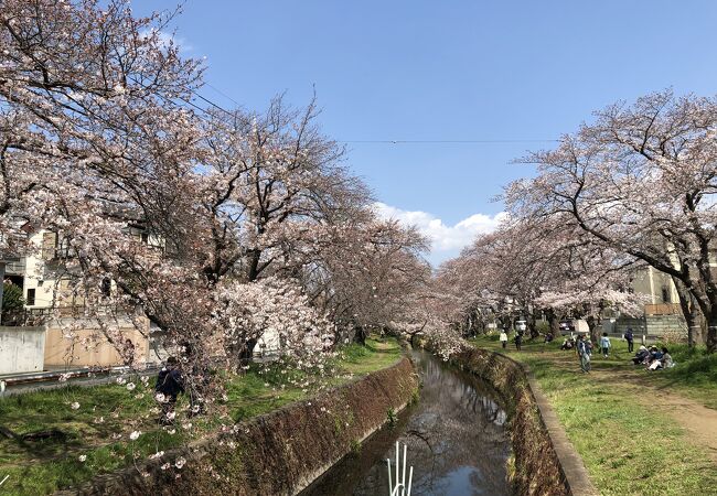 引地川の両岸に５００本の桜