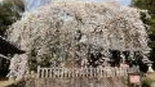 しだれ桜が素晴らしい！