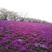 芝桜