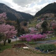 春の花が大変美しい