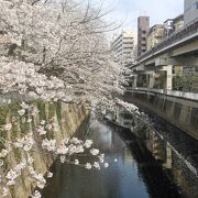 ゆっくりお花見