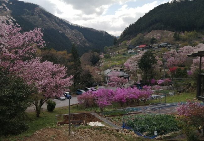 春の花が大変美しい