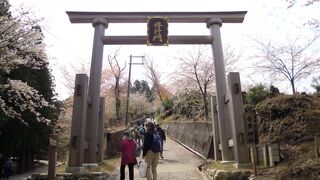 奥千本も散りはじめでしとた