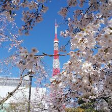 増上寺からの東京タワーに桜