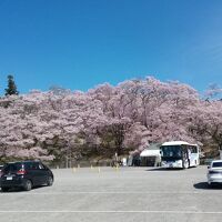 ホテル駐車場の桜は満開