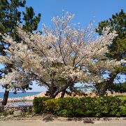 桜の木もありました