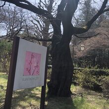 国立市民誇りの桜並木（花でも看板あり）