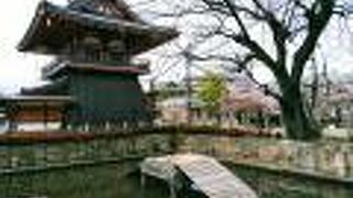 冬場は冬眠中だった亀が戻っていました