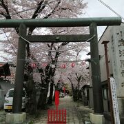 縁結びの「神桜樹」