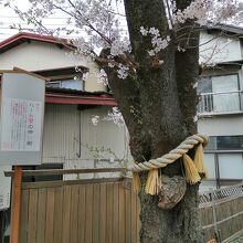 「神桜樹」ハート形のこぶ