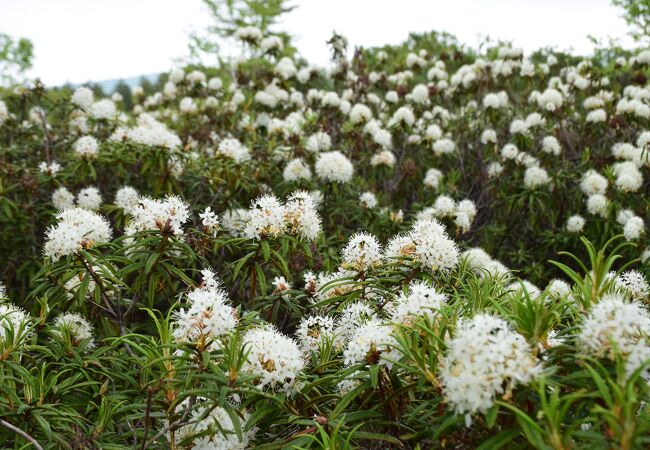 硫黄山の麓に広がるつつじ畑