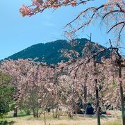 近江富士(三上山)をバックに桜を愛でる! 毎年見に来たい桜!