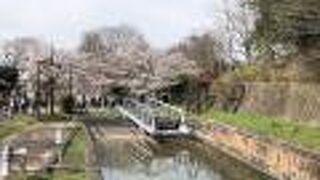 桜がきれいでした