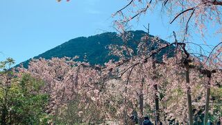近江富士(三上山)をバックに桜を愛でる! 毎年見に来たい桜!
