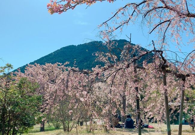 近江富士(三上山)をバックに桜を愛でる! 毎年見に来たい桜!