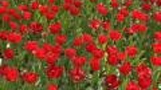 見事なチューリップ