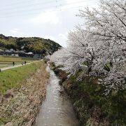 田園風景の中の桜並木