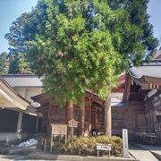 白山比神社の境内にある三本杉