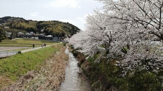 田園風景の中の桜並木