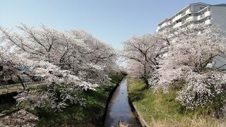 伊賀川沿いの見事な桜