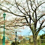 太田山公園には`桜の広場`が♪