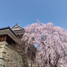 櫓門前の桜は満開