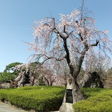 二の丸橋を渡り城内に入る