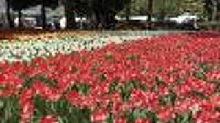 横浜公園のチューリップお見事なり