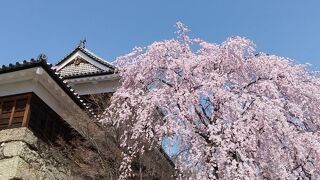 桜満開の上田城址