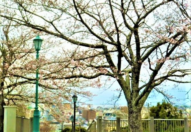 太田山公園には`桜の広場`が♪