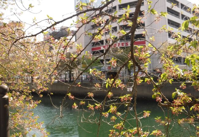 大岡川プロムナード クチコミ アクセス 営業時間 東神奈川 保土ヶ谷 弘明寺 フォートラベル 大岡川プロムナード クチコミ アクセス 営業時間 東神奈川 保土ヶ谷 弘明寺 フォートラベル