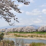 宮城県を代表する桜の名所